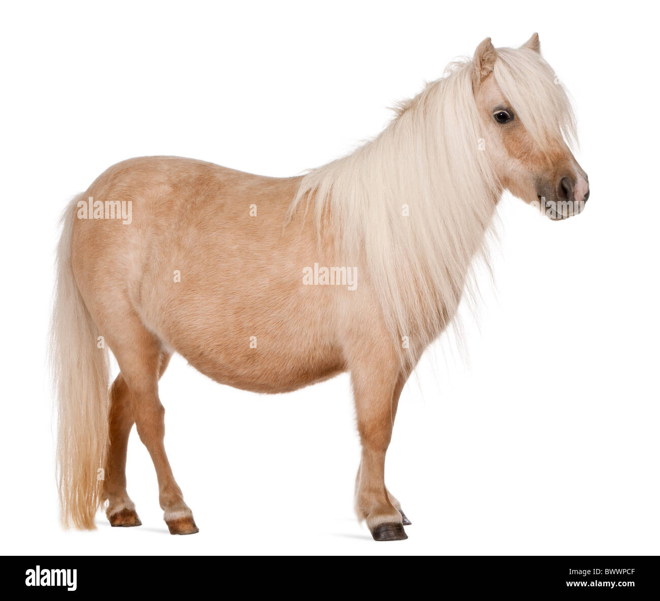 Palomino Shetland pony, Equus caballus, 3 years old, standing in front of white background Stock Photo