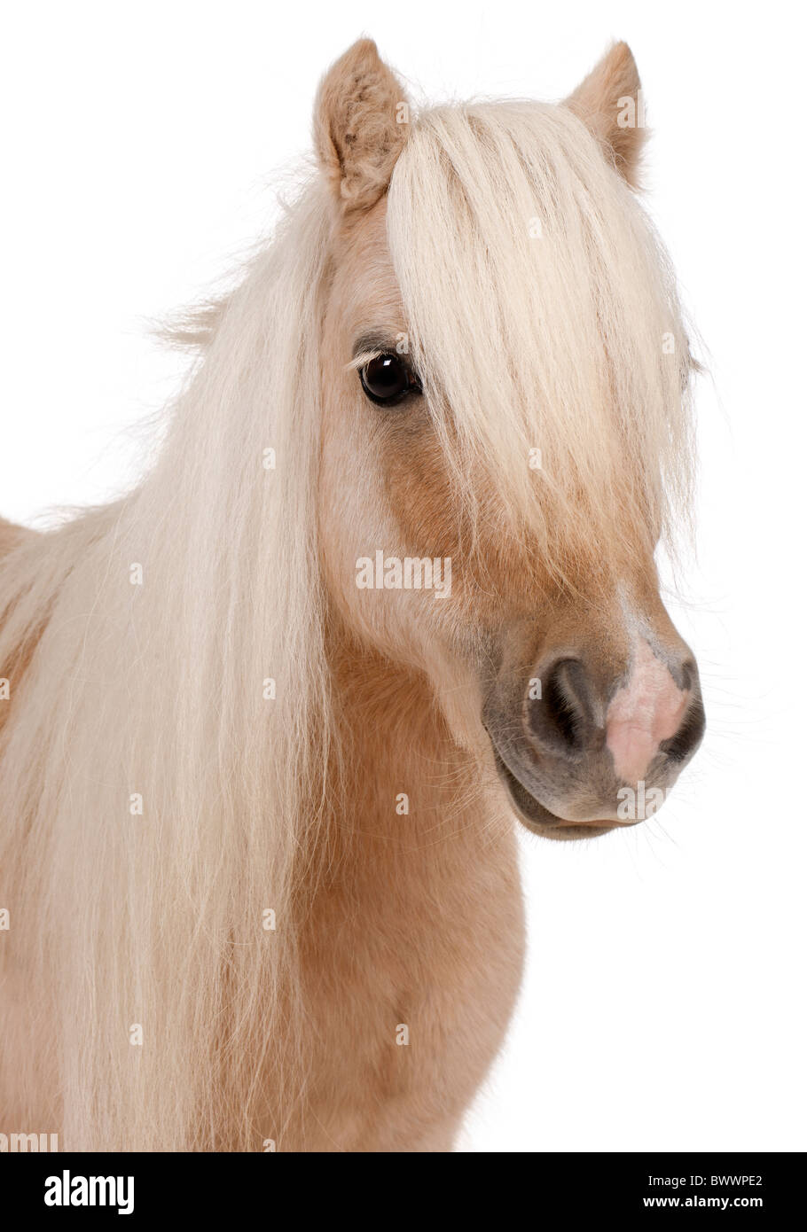 Palomino Shetland pony, Equus caballus, 3 years old, in front of white background Stock Photo