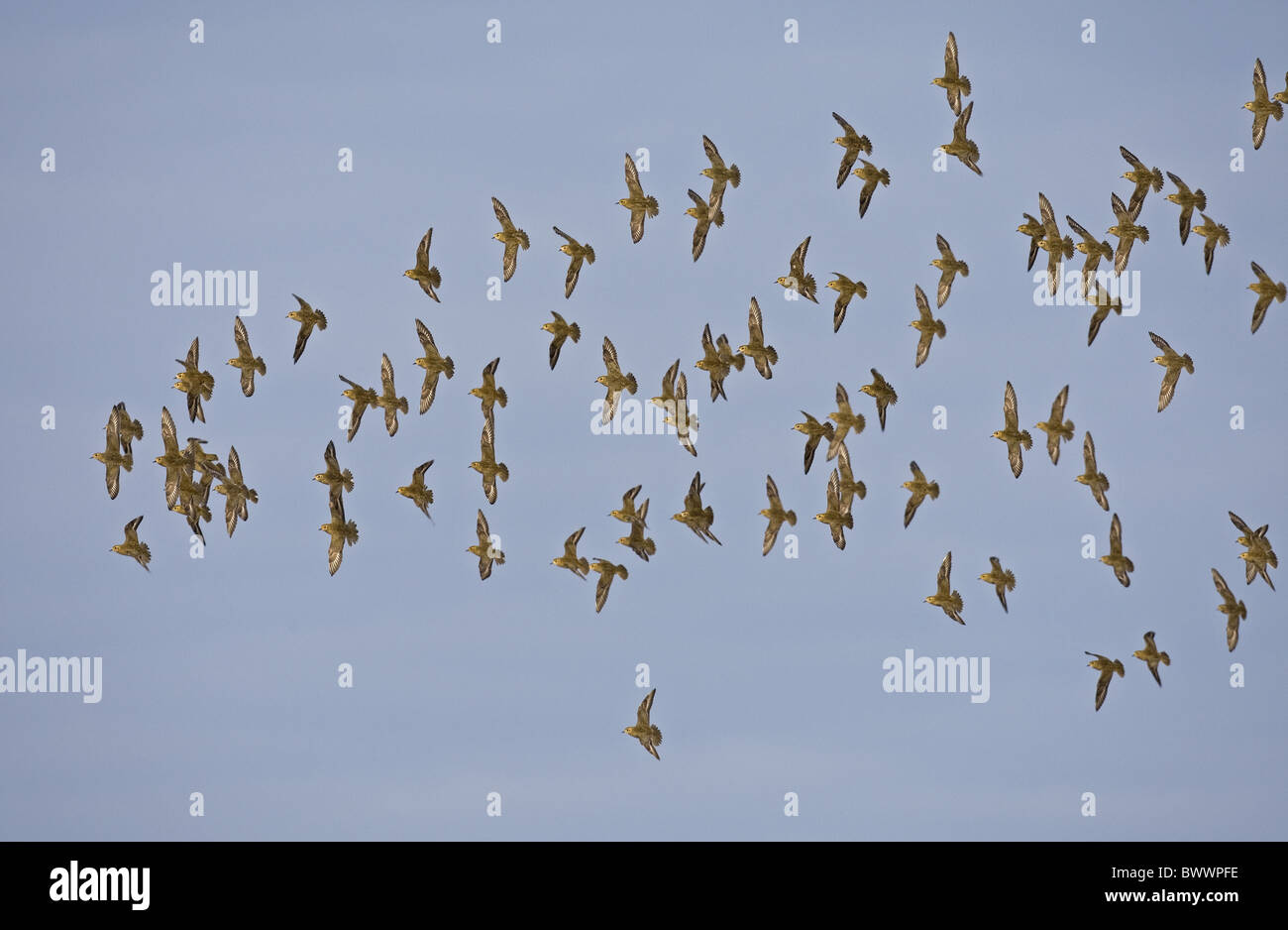 Golden plover in flight hi-res stock photography and images - Alamy