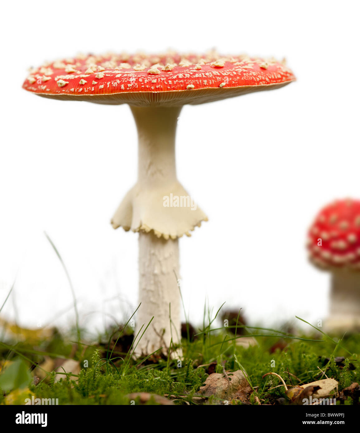 Fly agaric or fly Amanita mushrooms, Amanita muscaria, in front of white background Stock Photo