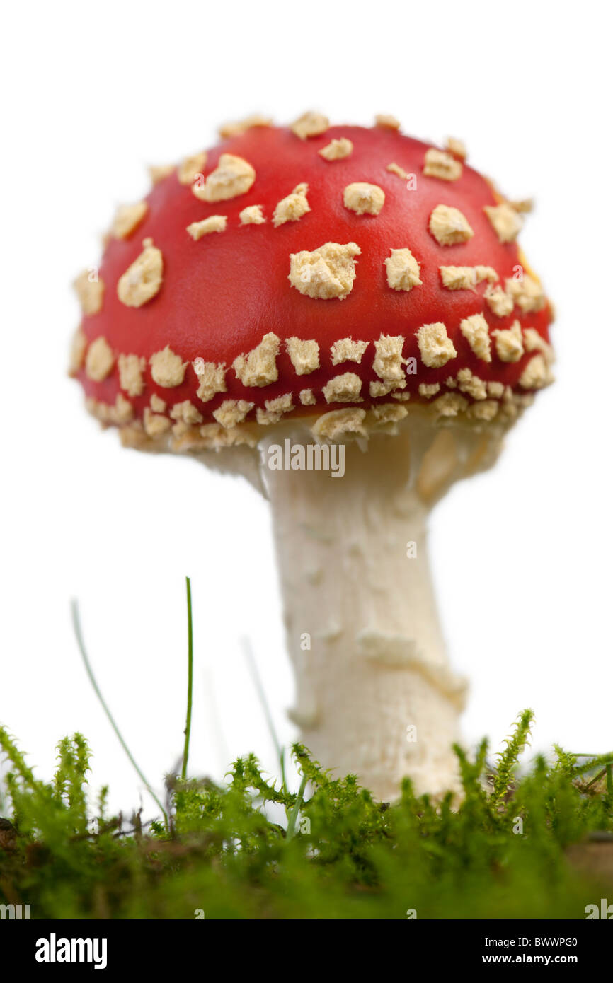 Fly agaric or fly Amanita mushroom, Amanita muscaria, in front of white background Stock Photo