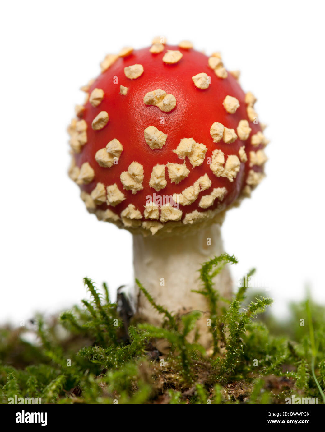 Fly agaric or fly Amanita mushroom, Amanita muscaria, in front of white background Stock Photo