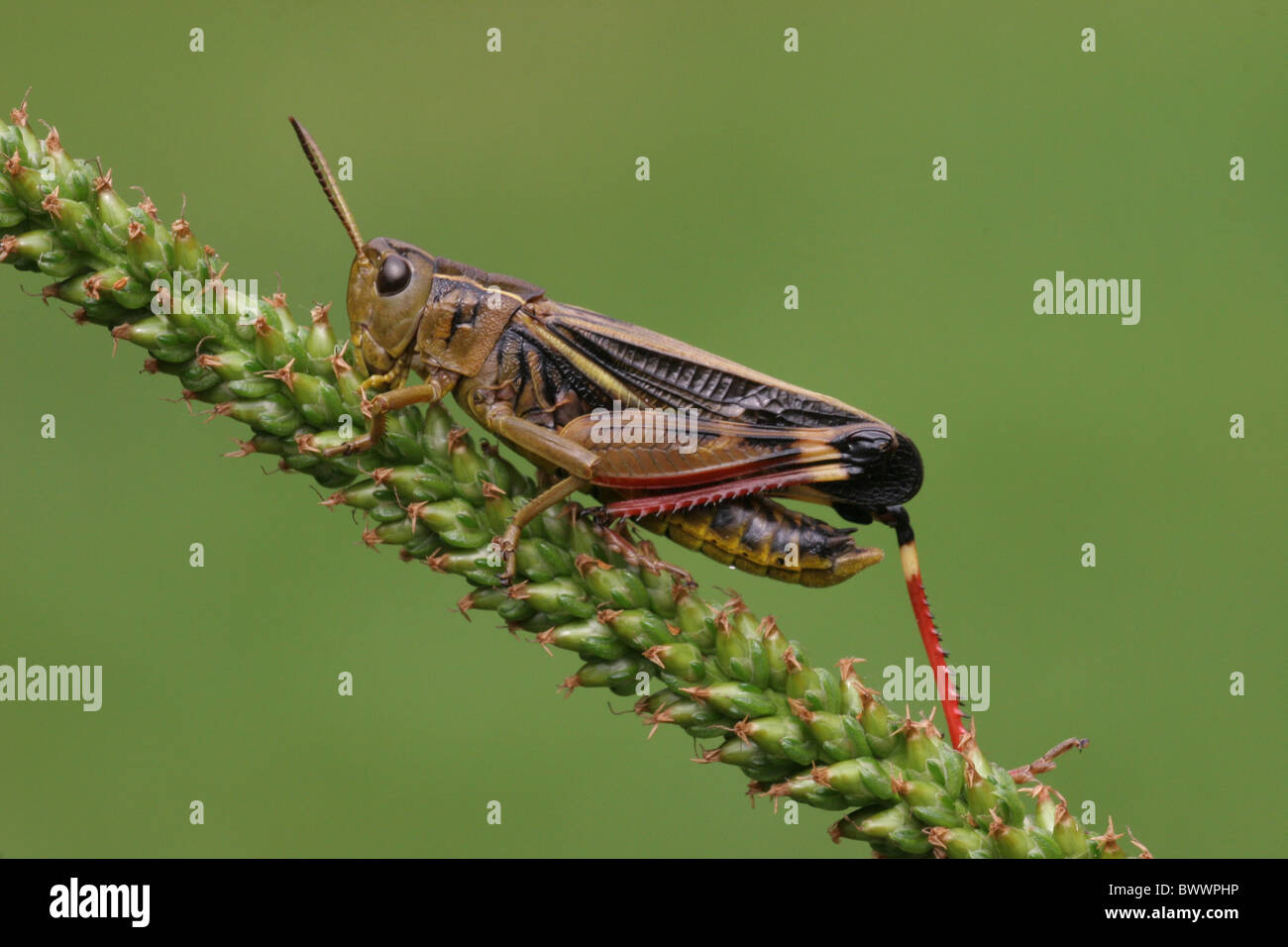 invertebrate invertebrates animal animals arthropod arthropods insect