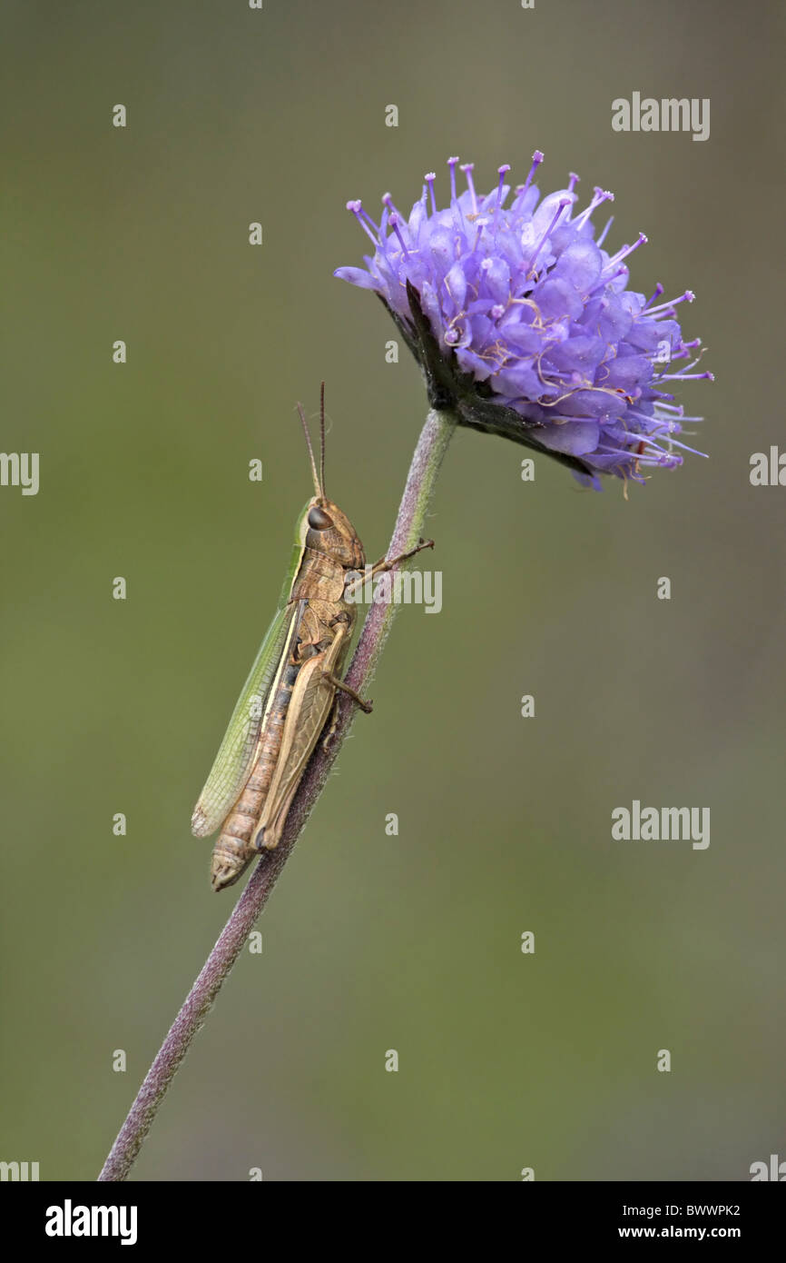 invertebrate invertebrates animal animals arthropod arthropods insect