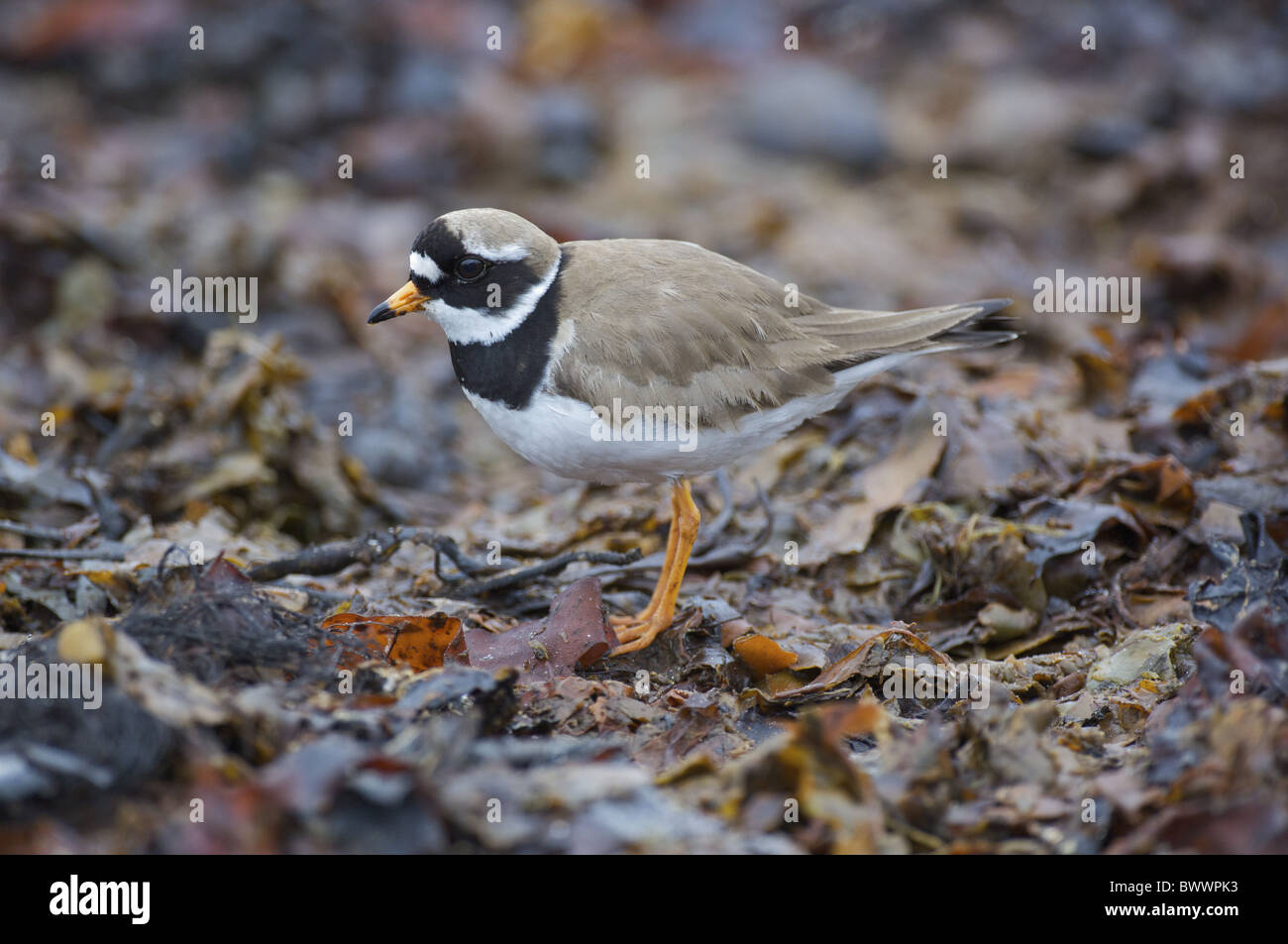 Ringed Plover (Charadrius hiaticula) adult, standing on seaweed, Ekkeroy, Varanger, Finnmark, Norway Stock Photo