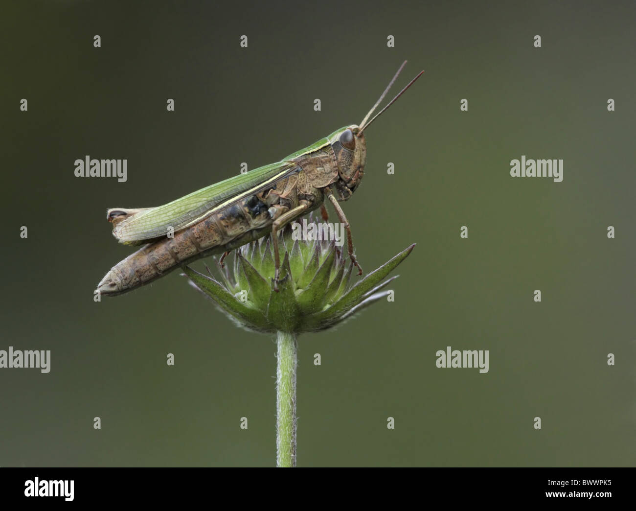 invertebrate invertebrates animal animals arthropod arthropods insect