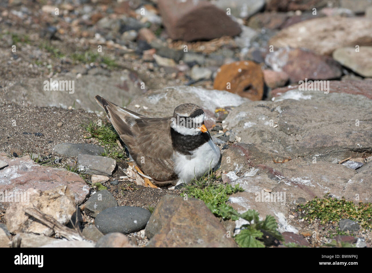 Ringed Plover (Charadrius hiaticula) adult, sitting on eggs in nest, England, june Stock Photo