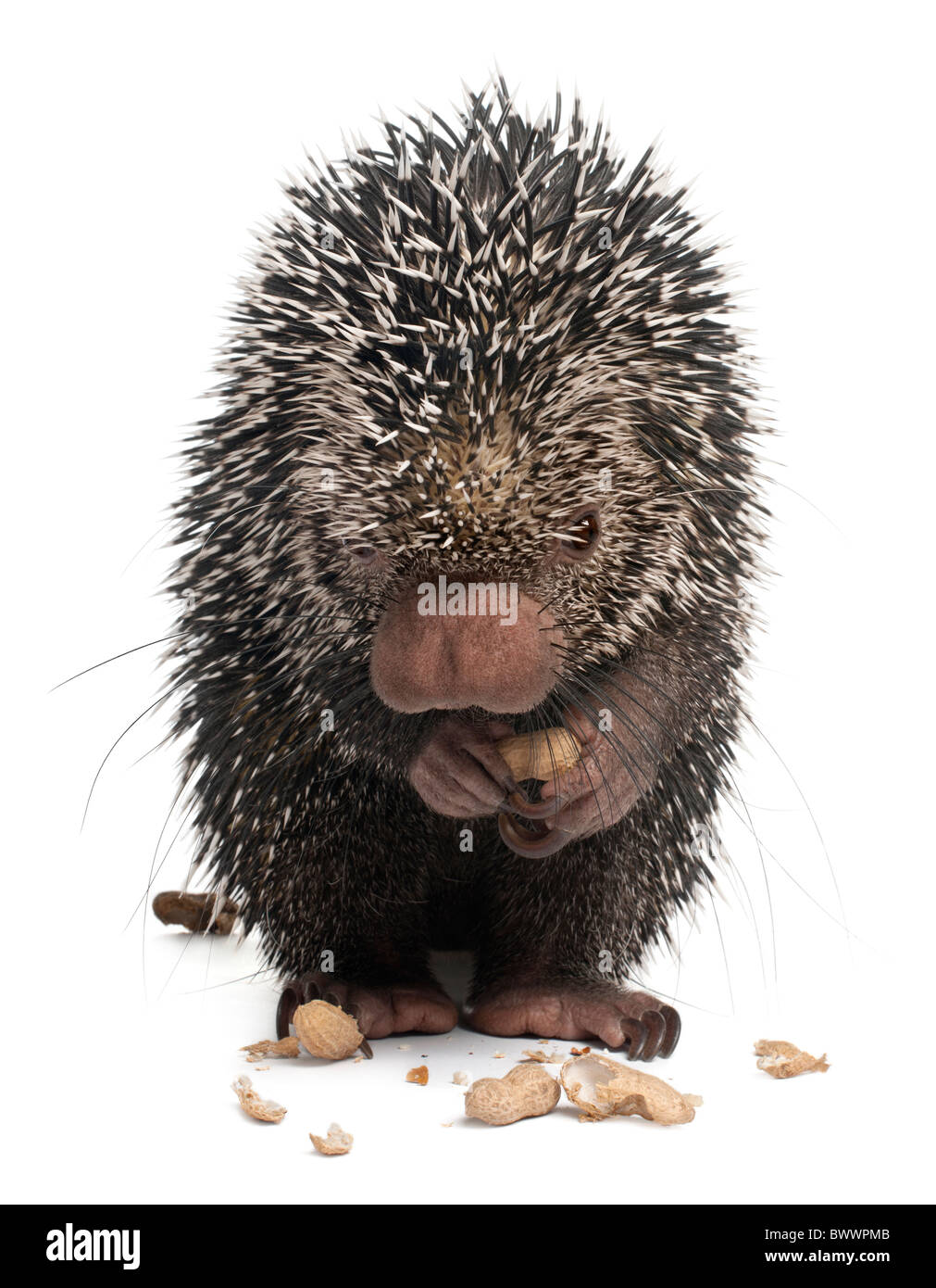 Brazilian Porcupine, Coendou prehensilis, eating peanuts in front of white background Stock Photo