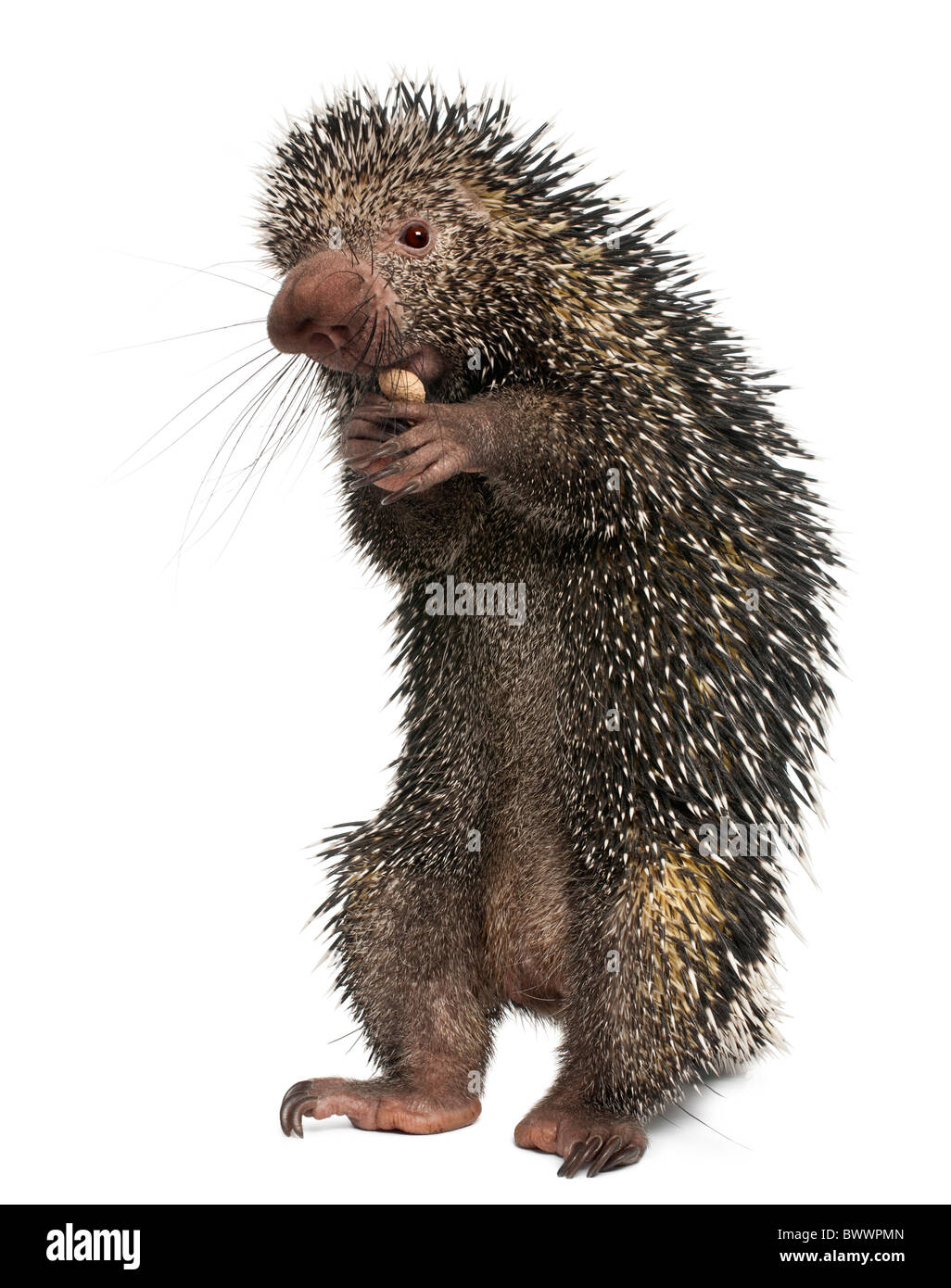 Brazilian Porcupine, Coendou prehensilis, eating peanut in front of white background Stock Photo