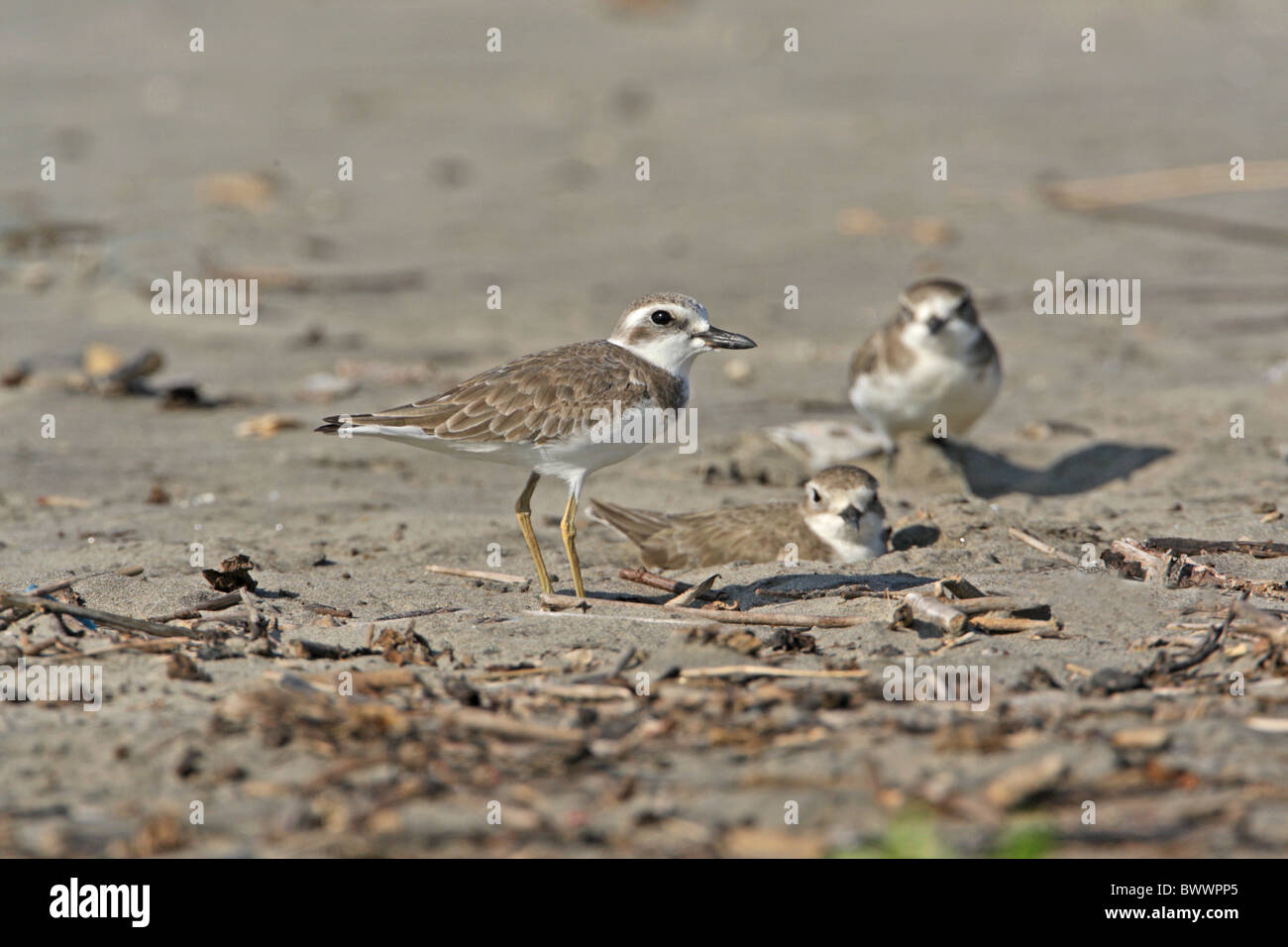 Greater Sand Plover (Charadrius leschenaultii) adult, winter plumage, with Lesser Sand Plover, Morjim Beach, Goa, India, november Stock Photo