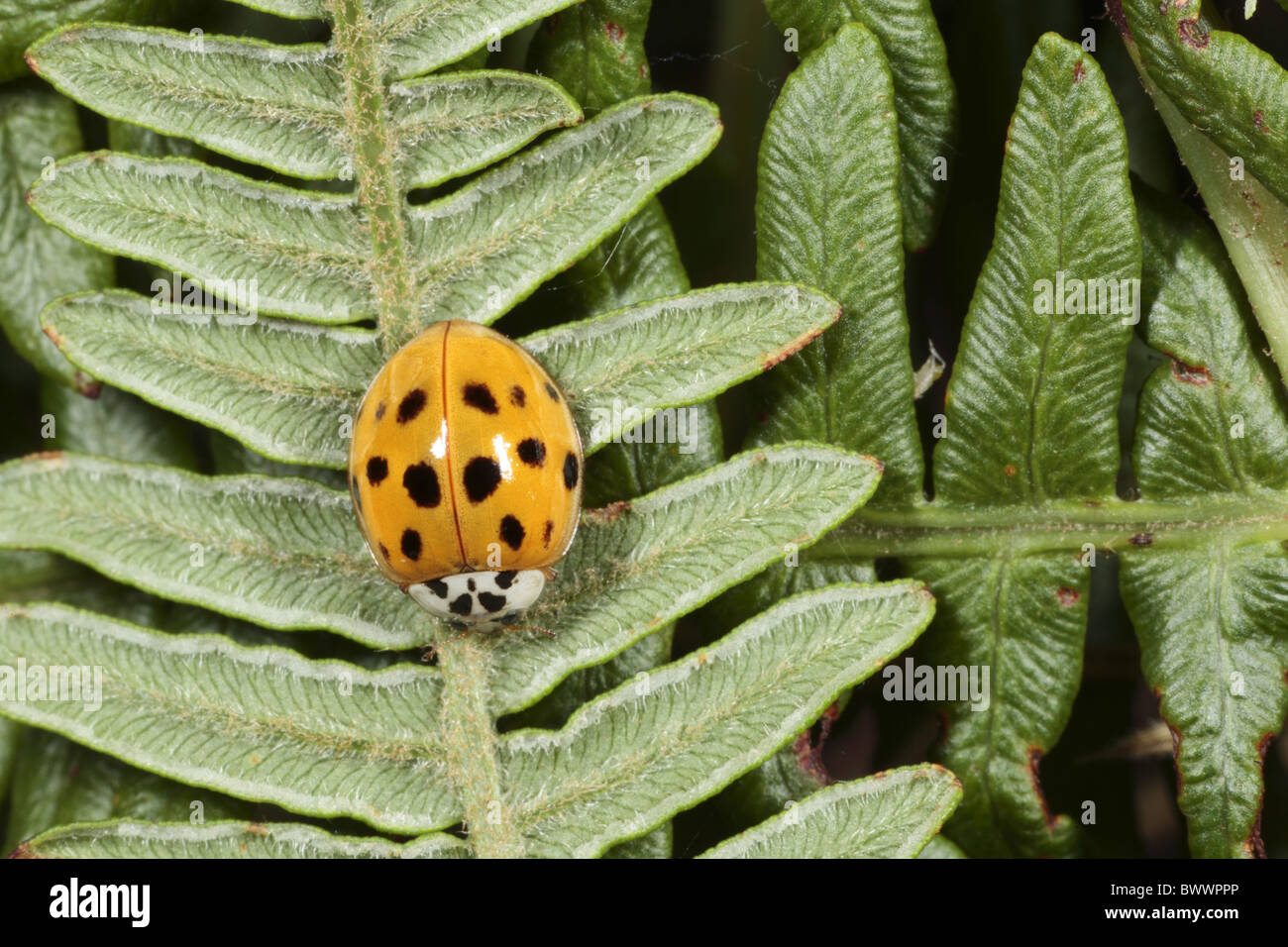 Insect Bug Beetle Nature Natural Wild Wildlife Environment 