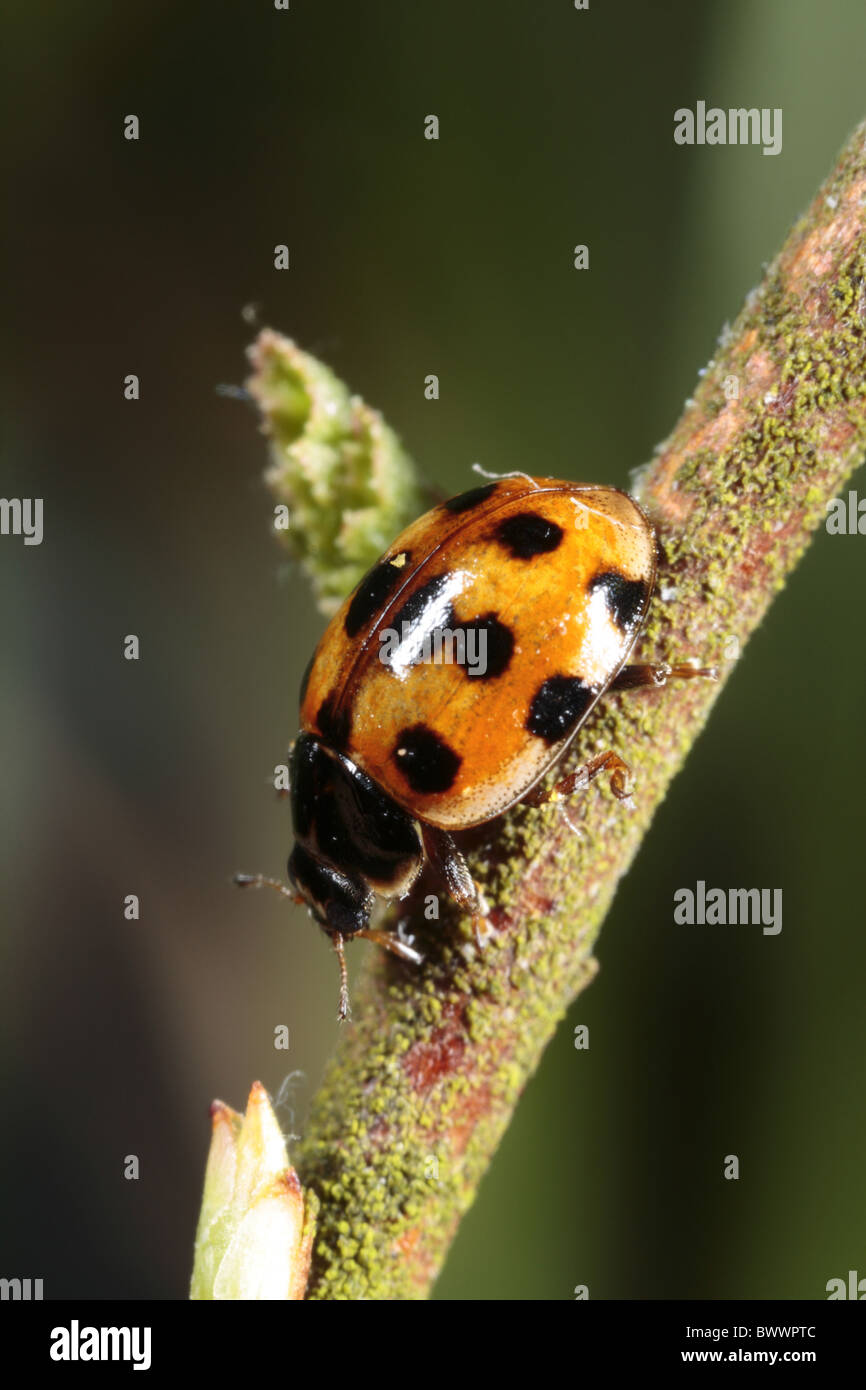 Adalia bug nature natural wild wildlife environment environmental ...