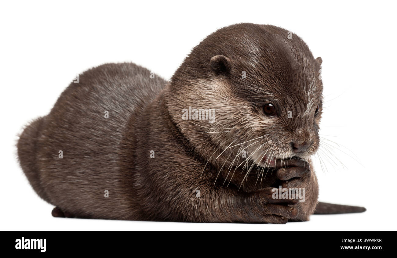 Oriental small-clawed otter, Amblonyx Cinereus, 5 years old, sitting in front of white background Stock Photo