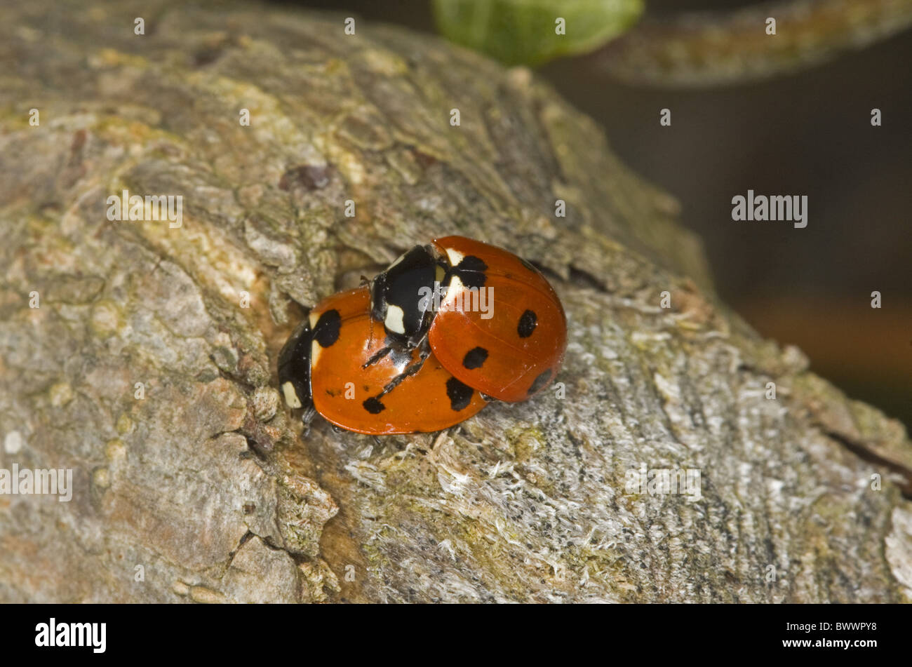 invertebrate invertebrates animal animals arthropod arthropods insect insects beetle beetles ladybird ladybirds europe european Stock Photo