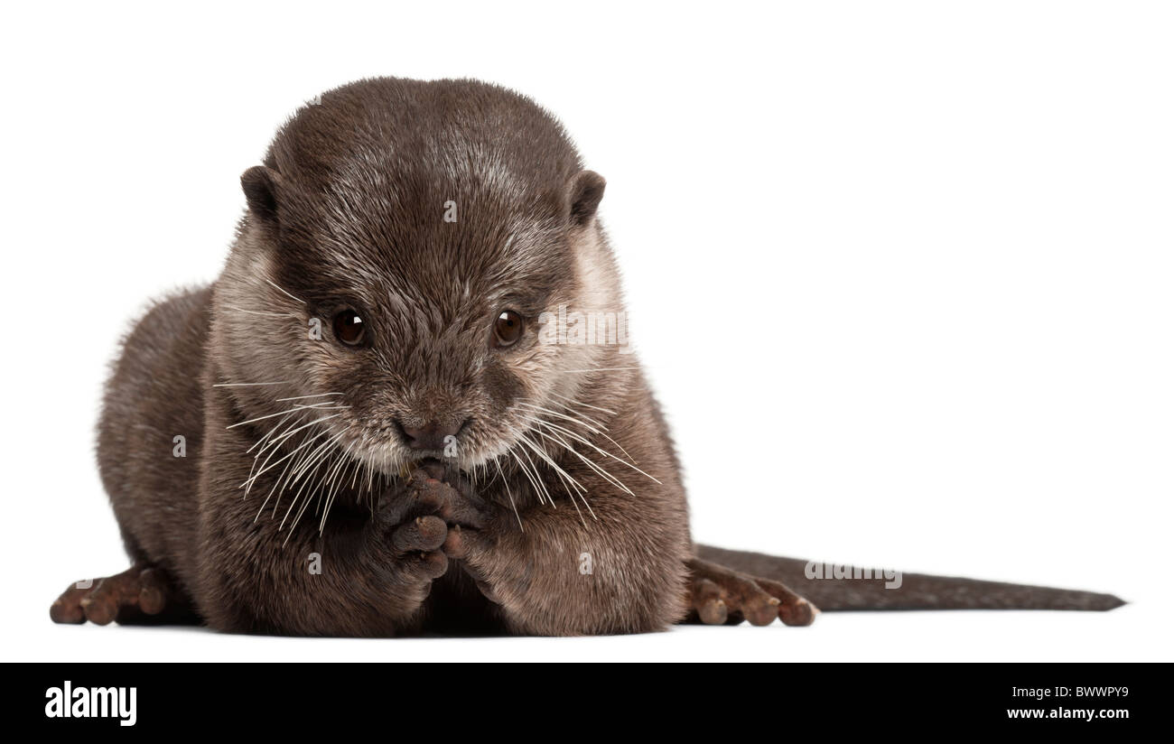 Oriental small-clawed otter, Amblonyx Cinereus, 5 years old, sitting in front of white background Stock Photo