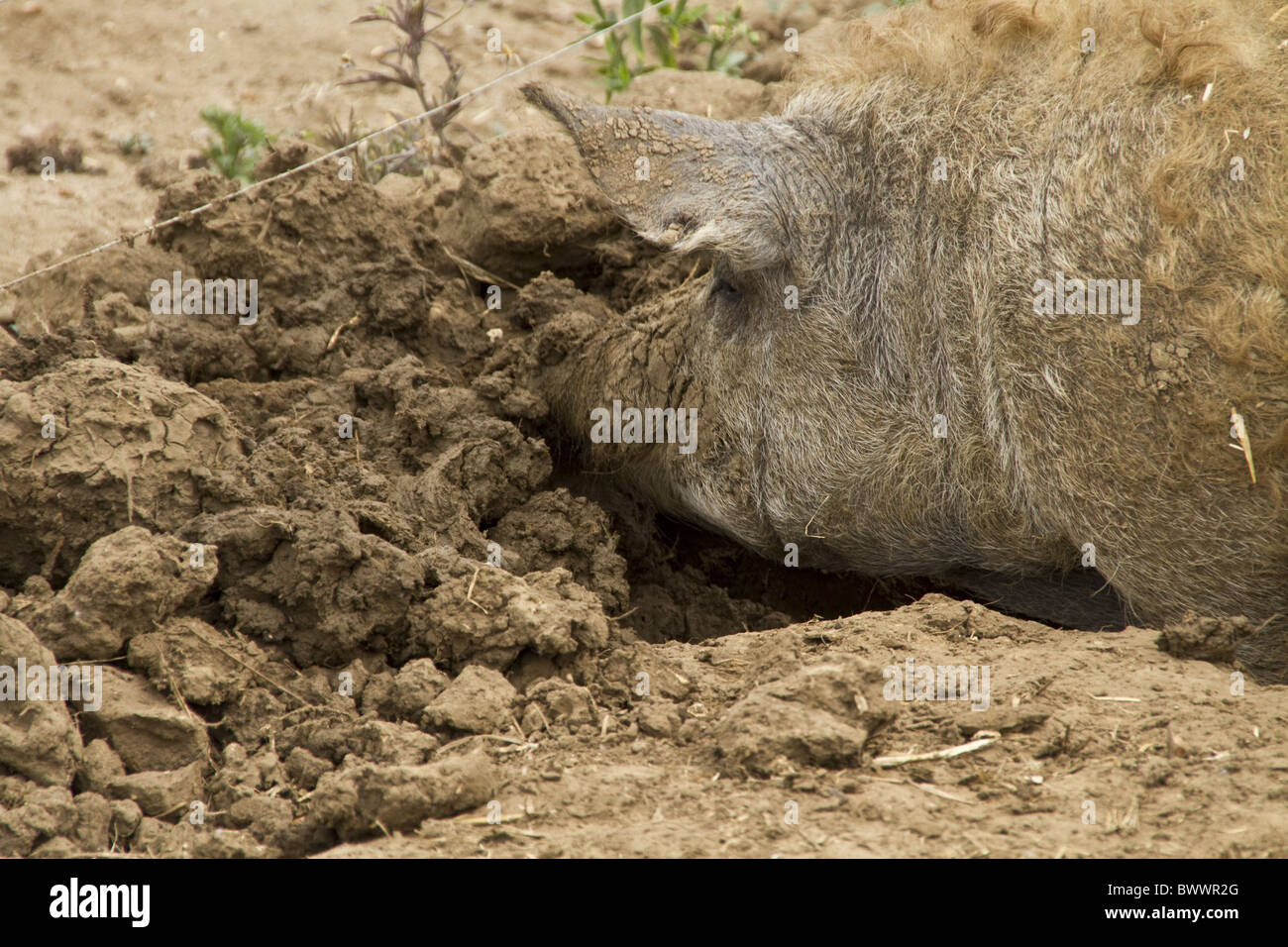 Curly coated pig rooting in mud Stock Photo - Alamy