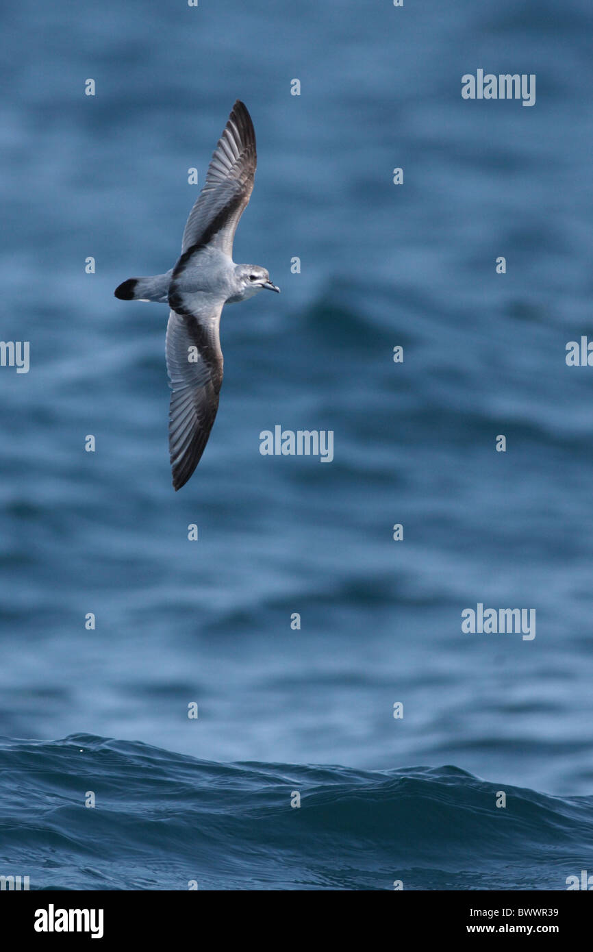 Fairy Prion (Pachyptila turtur) adult, in flight over sea, Kaikoura, New Zealand Stock Photo
