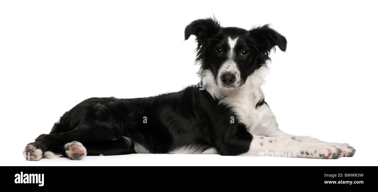 Border Collie puppy, 5 months old, lying in front of white background Stock Photo