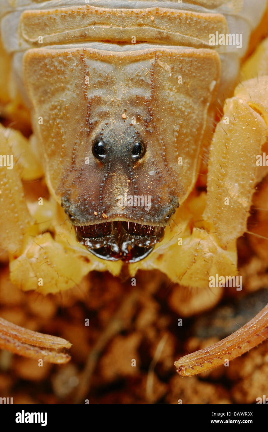 Arachnids endemism Hottentotta socotrensis Invertebrates portrait rare species scorpion Socotra Yemen invertebrate Stock Photo