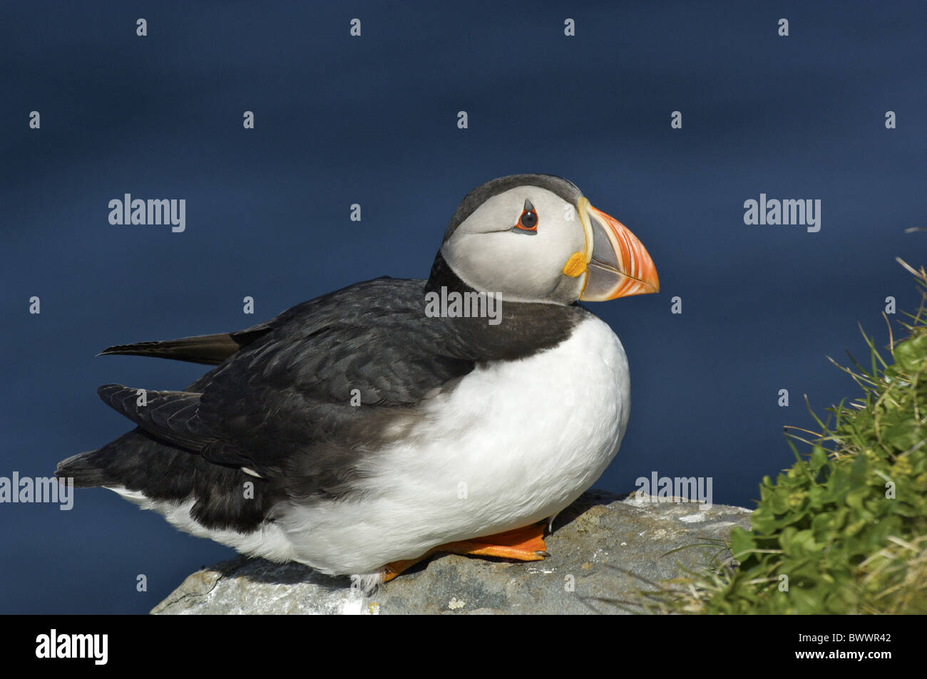 Atlantic Puffin (Fratercula arctica) adult, summer plumage, sitting on rock, Hornoya Island, Tusenoyane, Svalbard, Norway Stock Photo