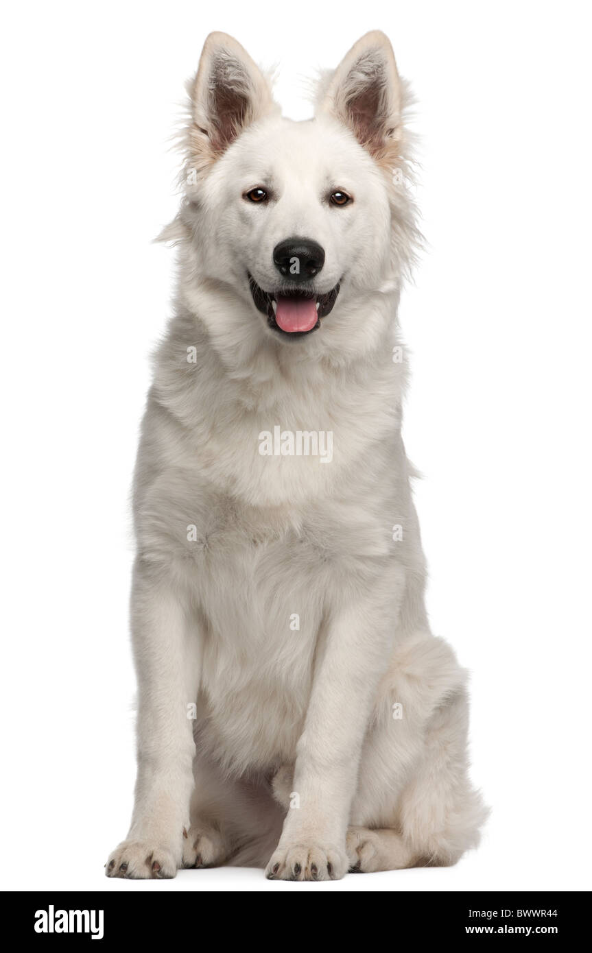 Berger Blanc Suisse puppy, 6 months old, sitting in front of white background Stock Photo