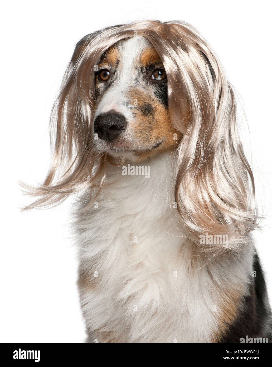 Australian Shepherd puppy wearing a wig, 5 months old, in front of white background Stock Photo