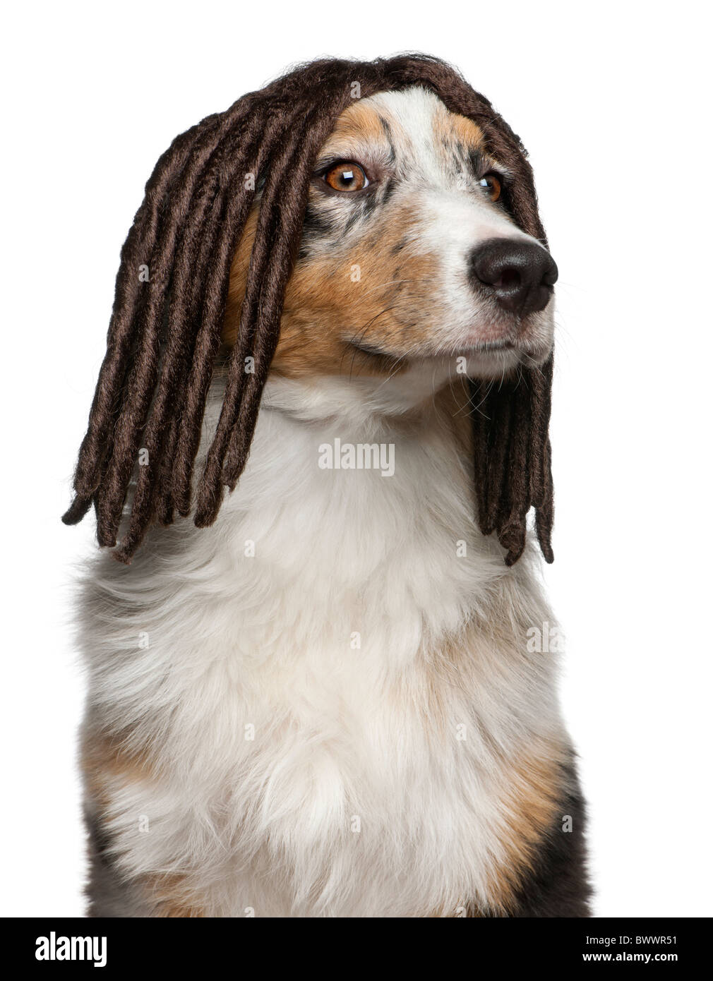 Australian Shepherd puppy wearing a dreadlock wig, 5 months old, in front of white background Stock Photo