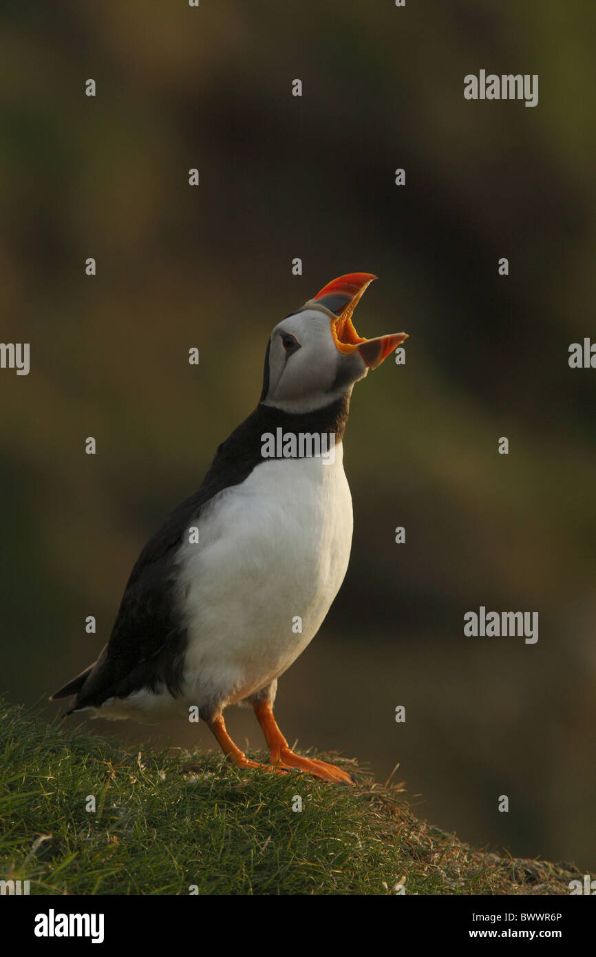 Atlantic Puffin (Fratercula arctica) adult, yawning, standing on clifftop, Hermaness, Unst, Shetland Islands, Scotland Stock Photo