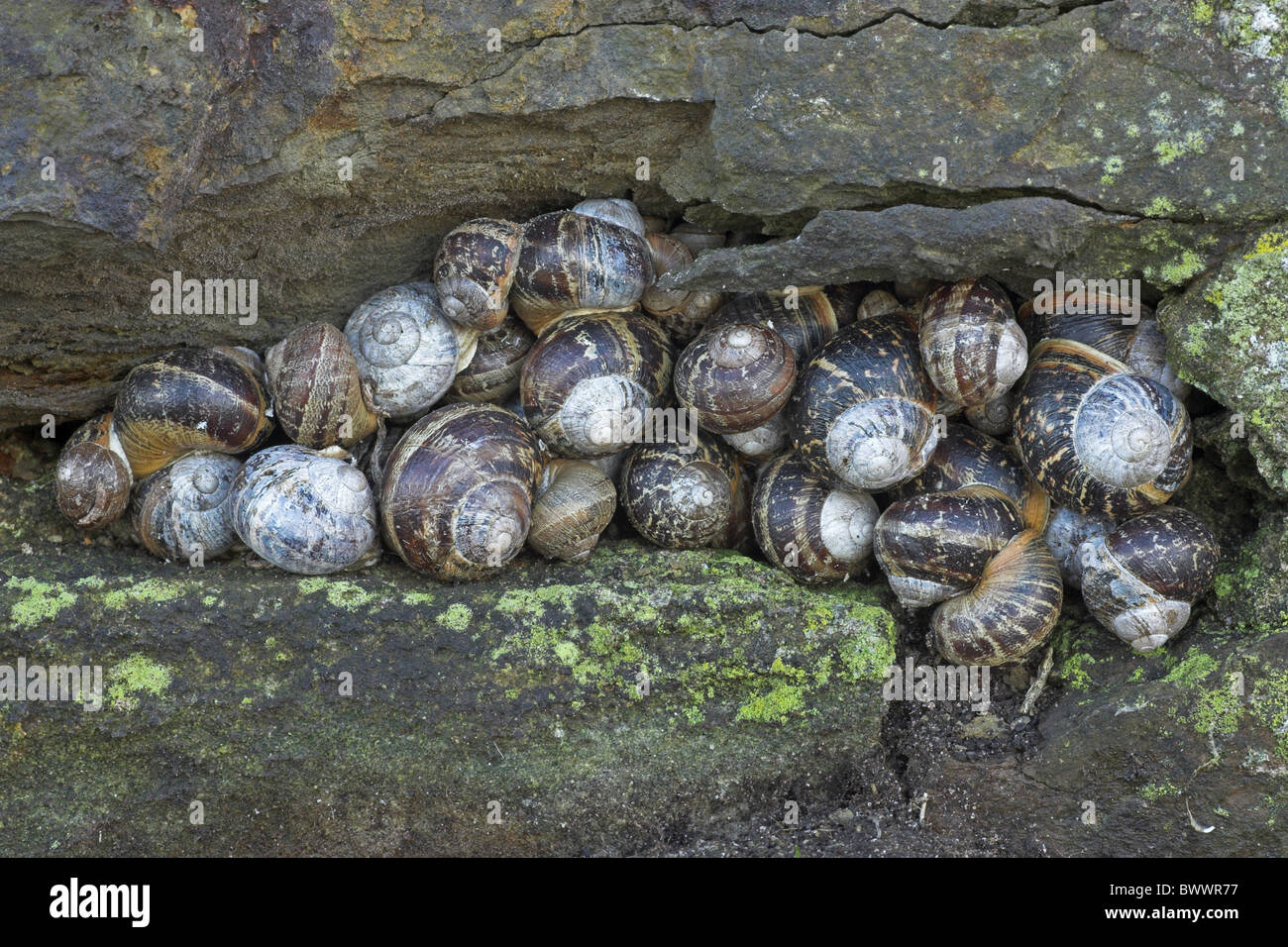 animal animals snail snails mollusc molluscs gastropod gastropods