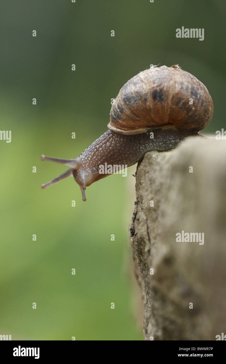 animal animals snail snails mollusc molluscs gastropod gastropods