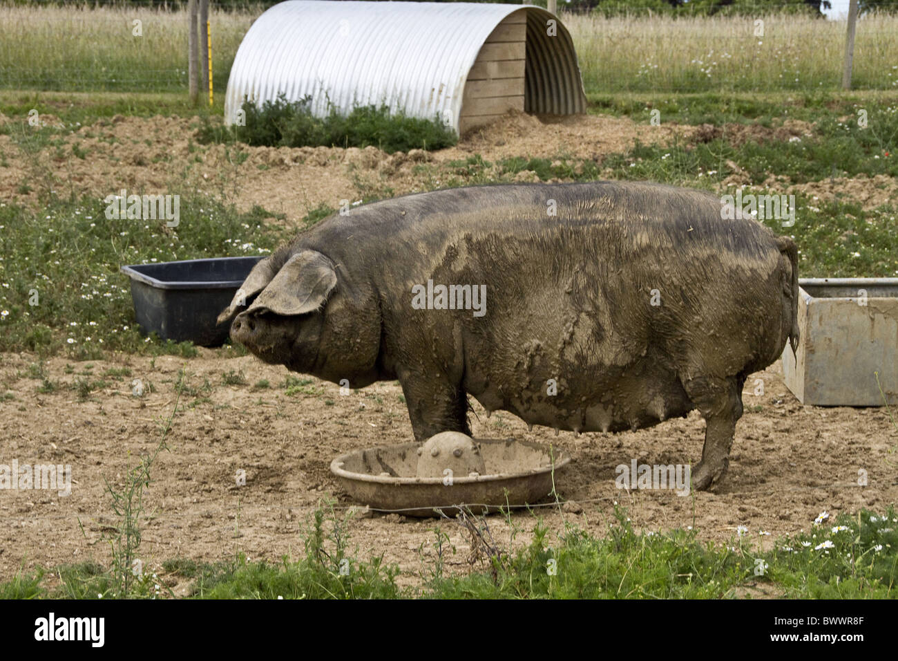 Large black pig stock photo alamy