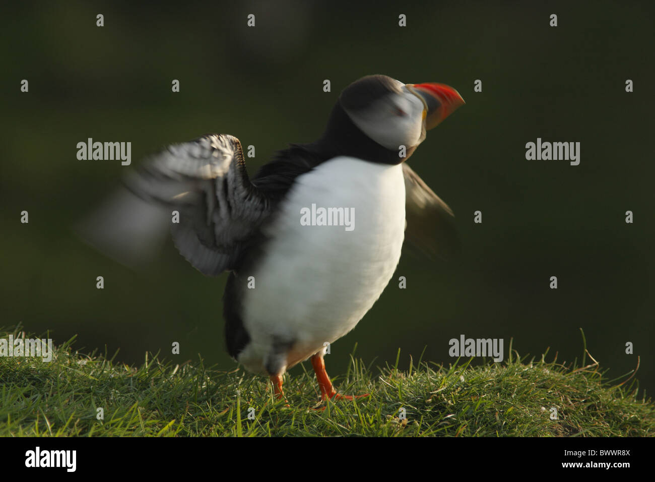 Atlantic Puffin (Fratercula arctica) adult, beating wings and shaking head, Hermaness, Unst, Shetland Islands, Scotland, august Stock Photo