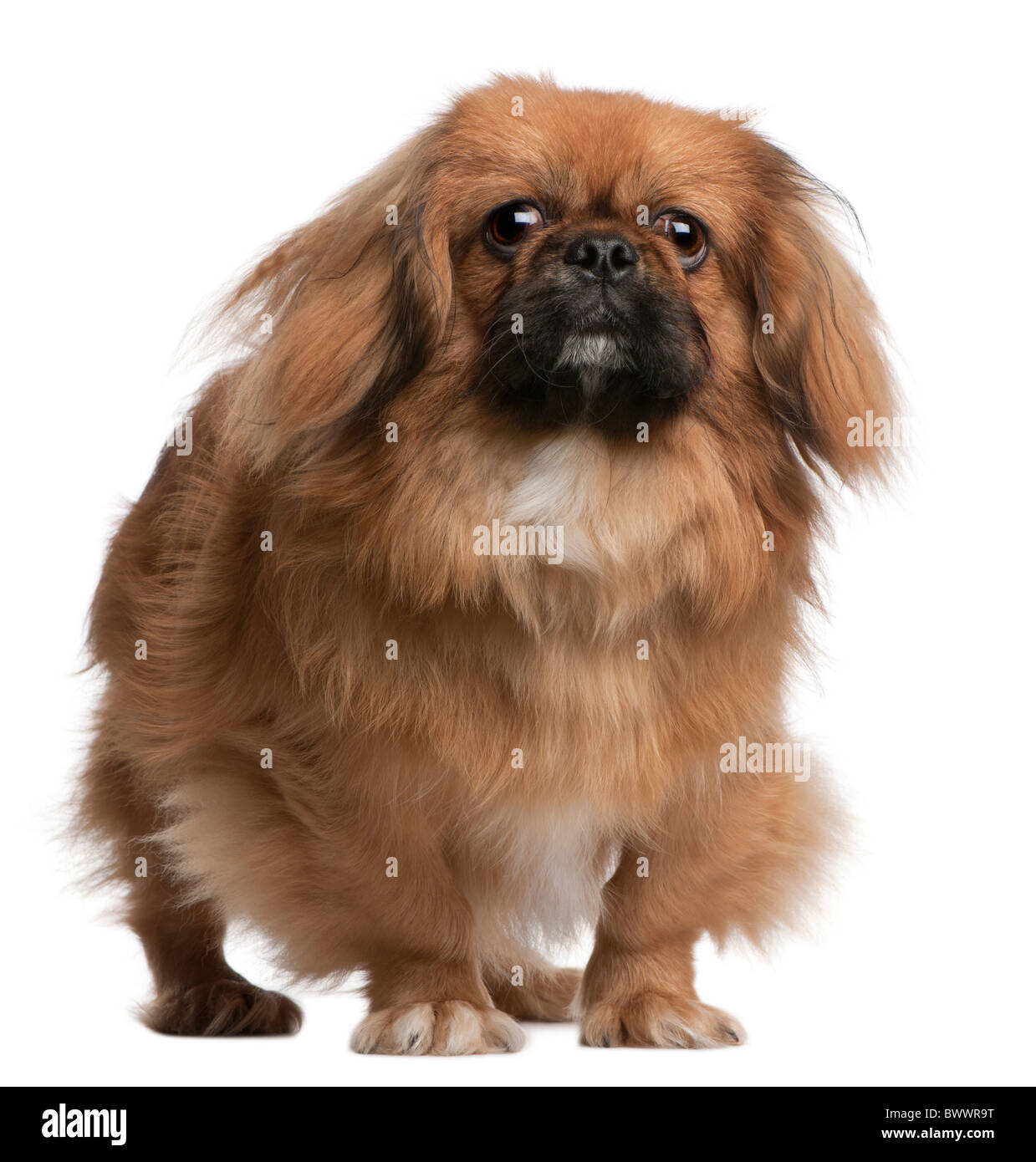 Pekingese, 8 months old, standing in front of white background Stock Photo