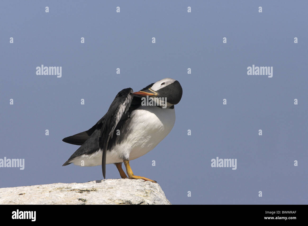 Atlantic Puffin Fratercula arctica Stock Photo