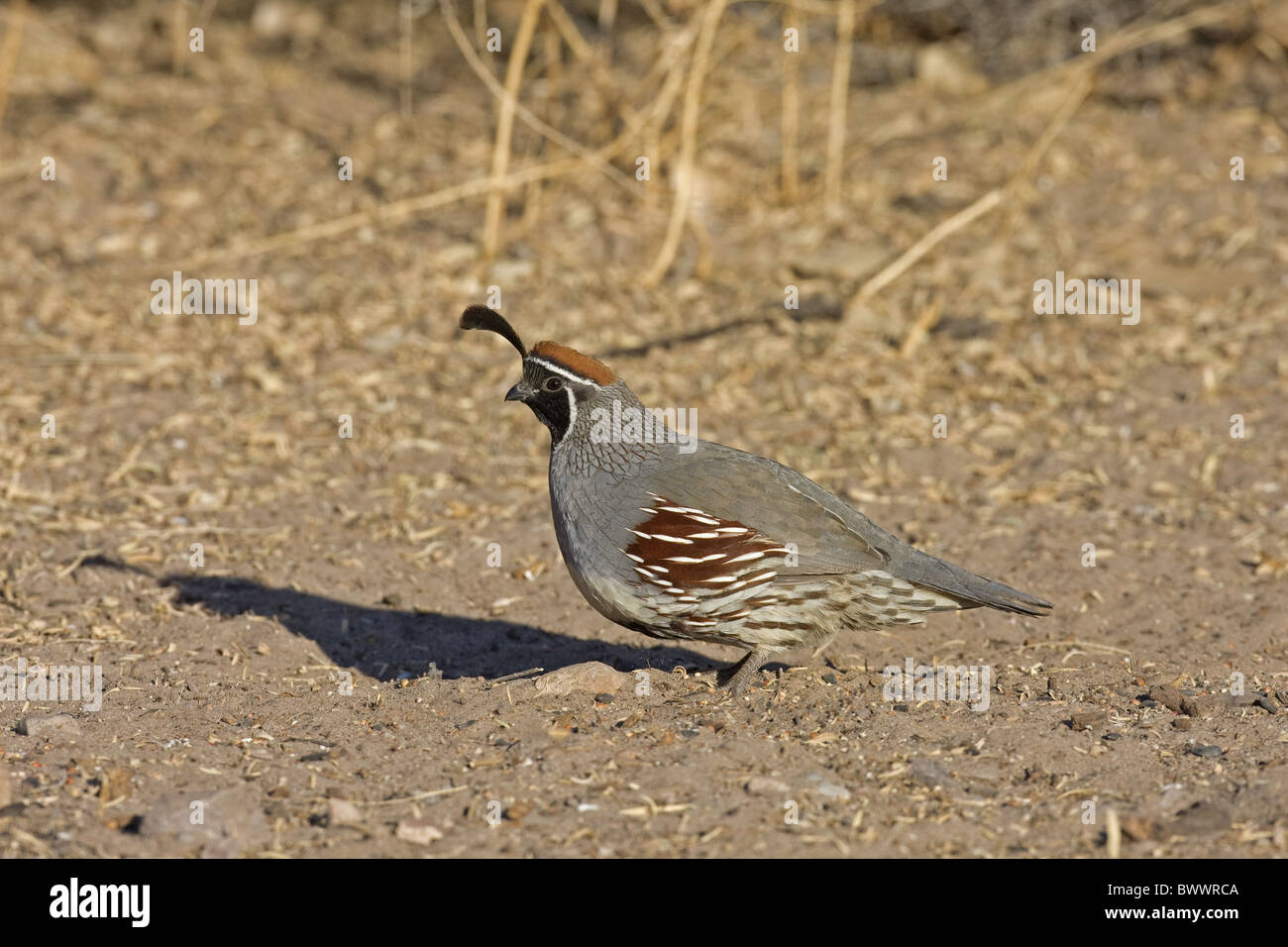 Gambel's Quail (Callipepla gambelii) adult male, standing on ground, Bosque del Apache, New Mexico, U.S.A. Stock Photo