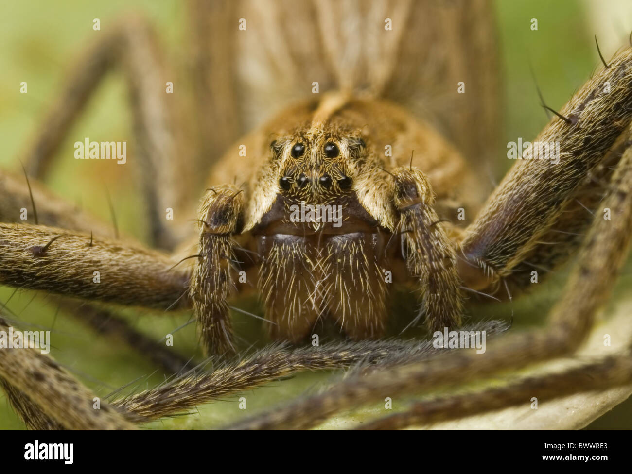 Spider, Invertebrates, Animals