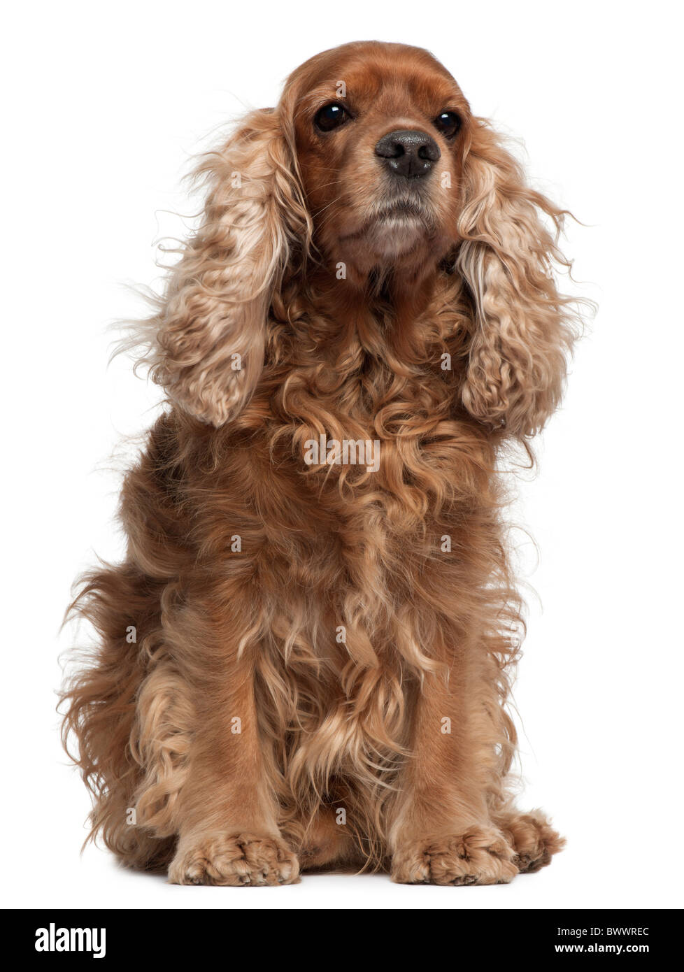 English Cocker Spaniel with windblown hair, 8 years old, in front of white background Stock Photo