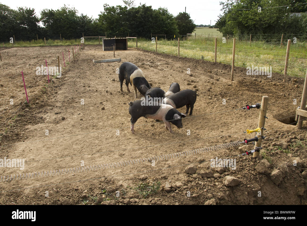 saddleback saddle back pig pigs domestic breed animal farm animals ark arc shelter paddock enclosure pen feed feeding nuts Stock Photo