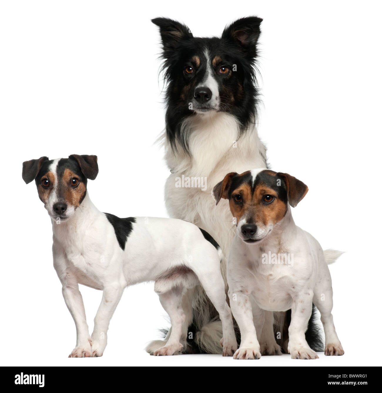 Border Collie and Jack Russells, 7 years, 5 years, 3 years old, in front of white background Stock Photo