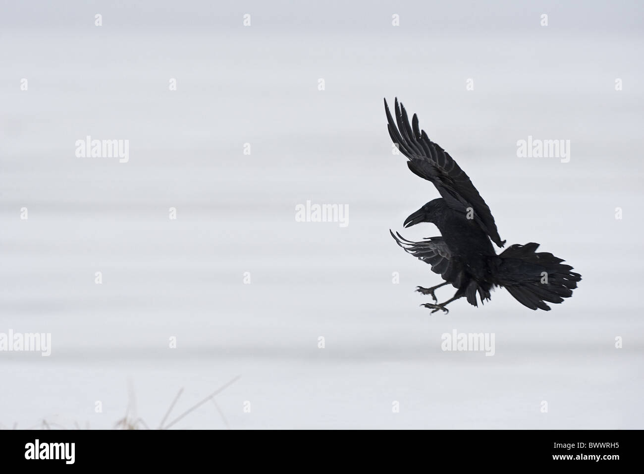 Common Raven (Corvus corax corax) adult, in flight, landing in snow on frozen lake, Lokka, Sodankyla, Finland, winter Stock Photo