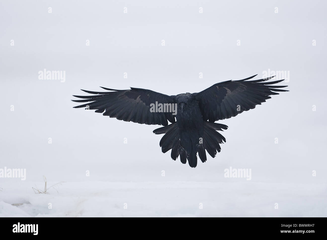 Common Raven (Corvus corax corax) adult, in flight, landing on snow, Lokka, Sodankyla, Finland, winter Stock Photo
