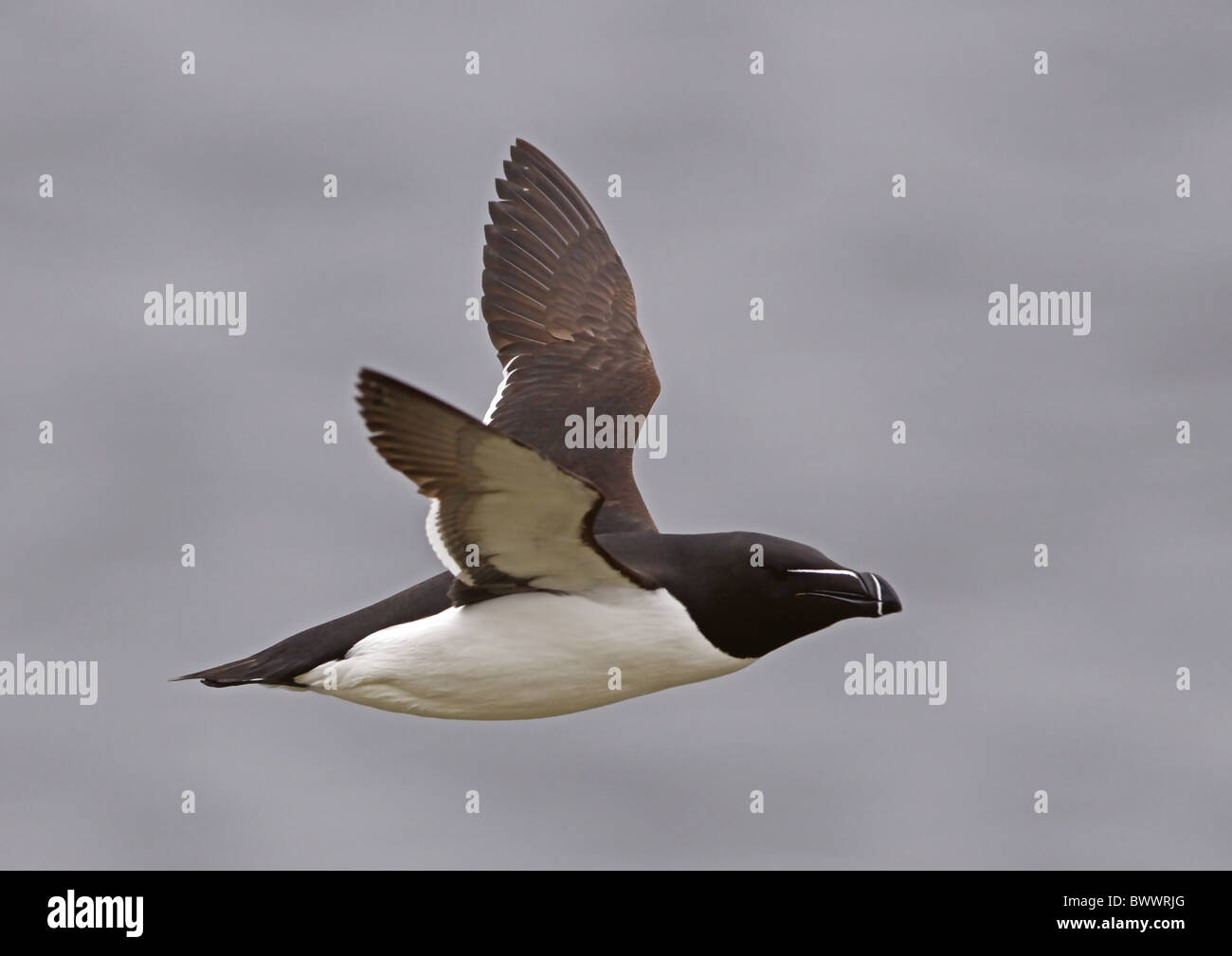 Razorbill (Alca torda) adult, summer plumage, in flight, Northern ...
