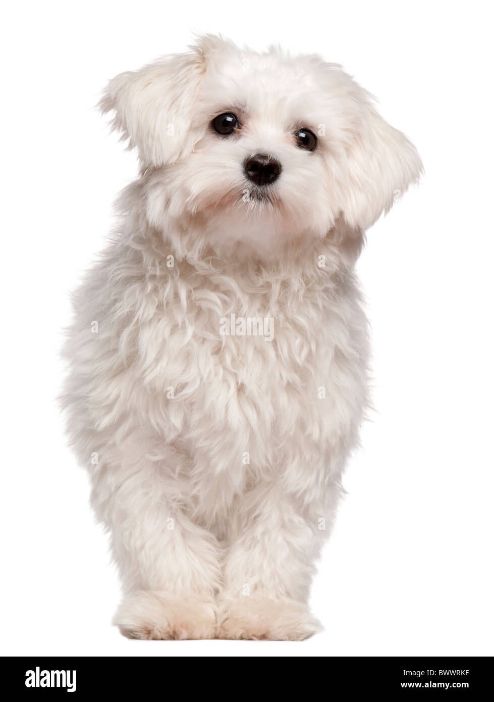 Maltese puppy, 9 months old, in front of white background Stock Photo -  Alamy