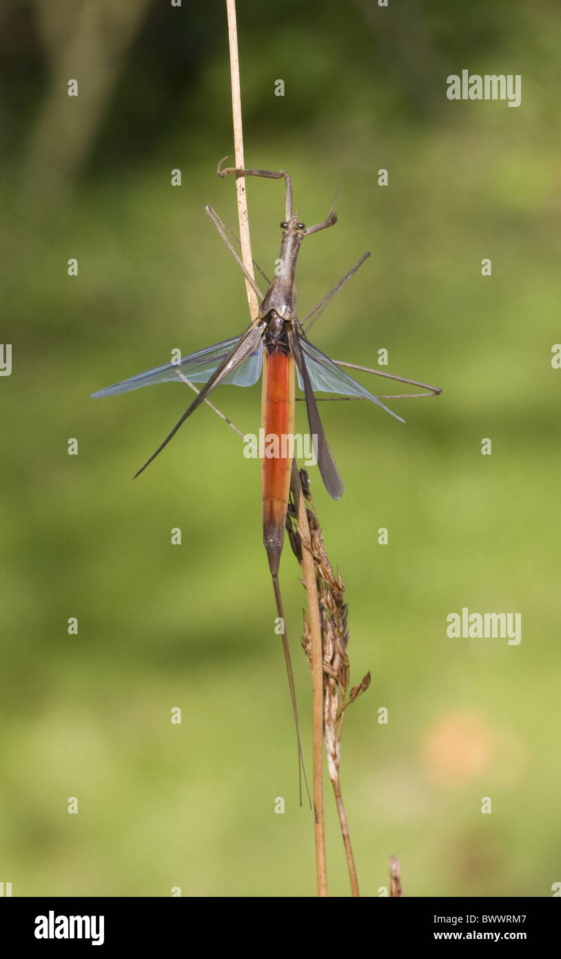 animal animals bug bugs 'stick insect' 'stick insects' 'stick-insect' 'stick-insects' invertebrate invertebrates arthropod Stock Photo