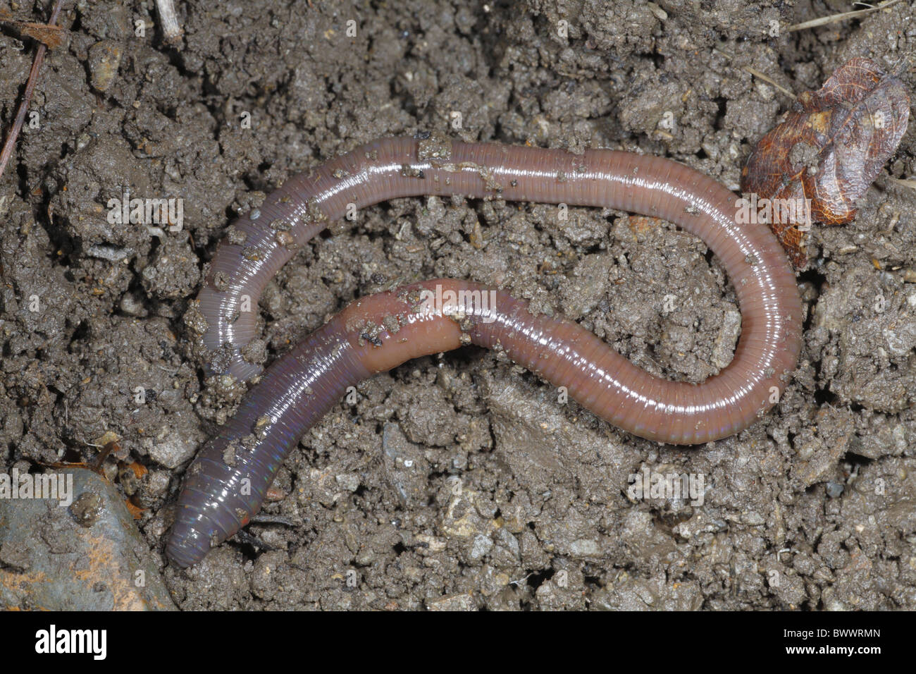 eearth worm earthworm lob Lumbricus terrestris insect bug nature