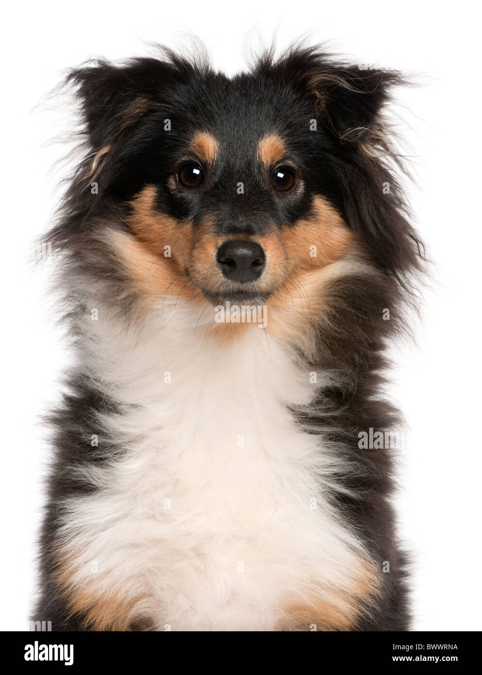 Shetland Sheepdog puppy, 6 months old, in front of white background Stock Photo