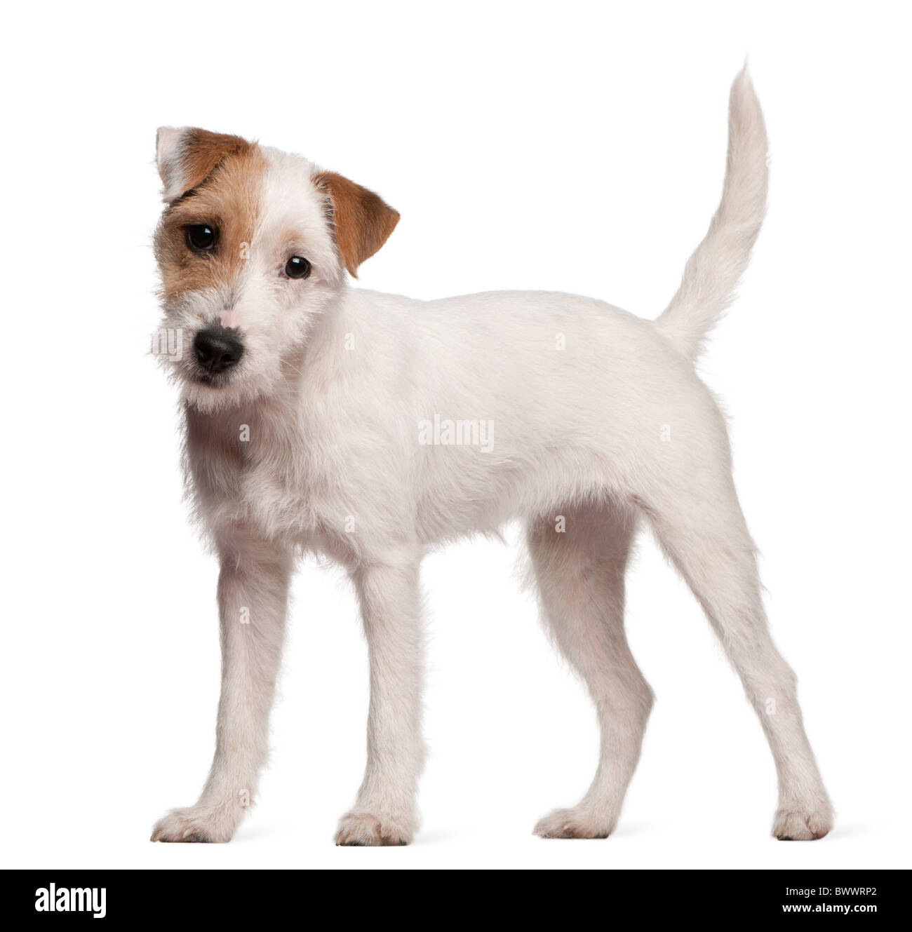 Parson Russell Terrier puppy, 6 months old, standing in front of white background Stock Photo