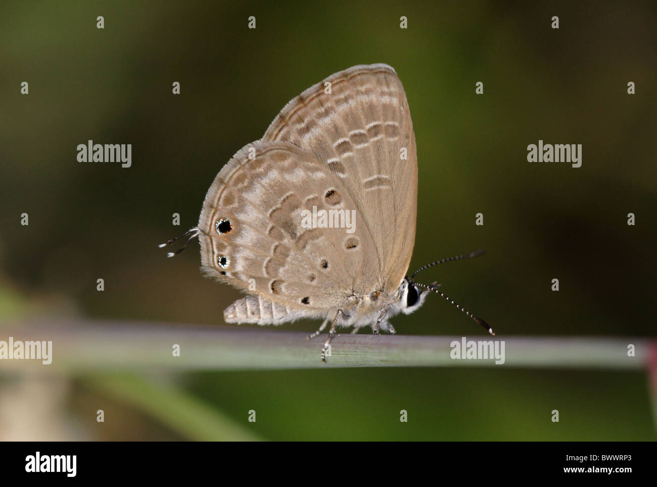 animal animals butterfly butterflies insect insects invertebrate ...