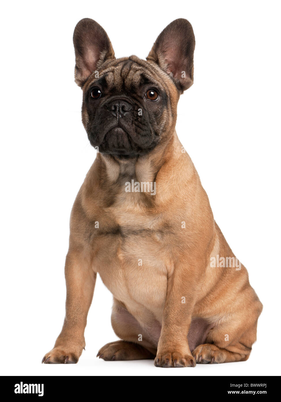 four month old french bulldog