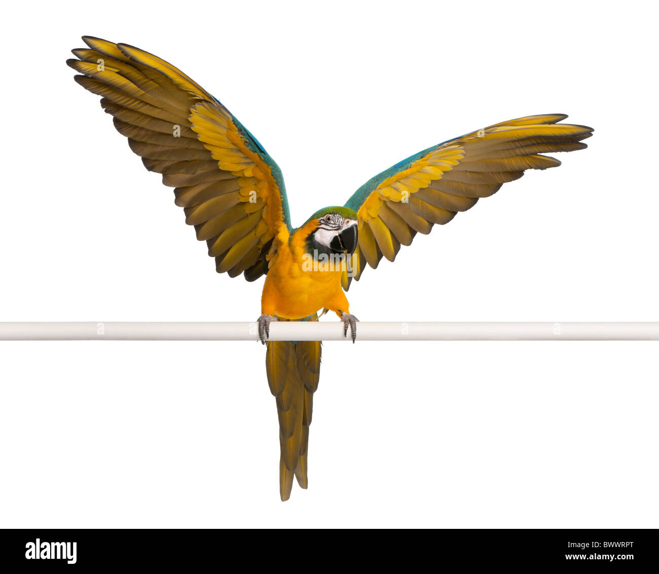 Blue and Yellow Macaw, Ara Ararauna, perched and flapping wings in front of white background Stock Photo